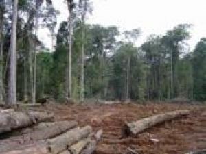 Exportation de bois en Chine : nouveau record et une aberration écologique pour la FNB