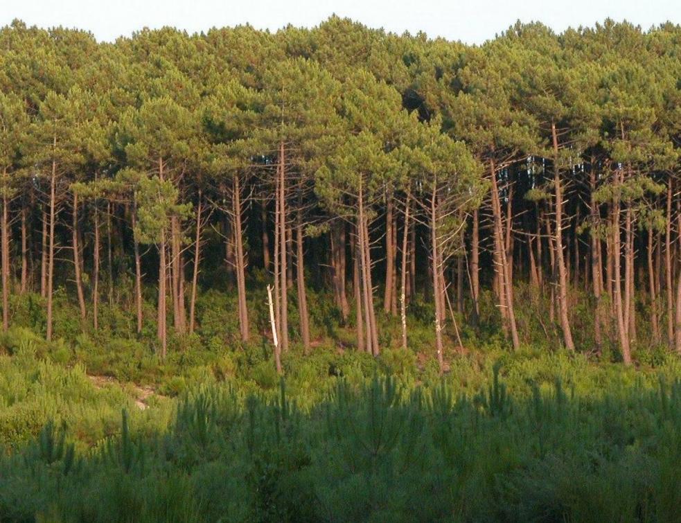 Gironde : débat public pour le projet du plus gros parc photovoltaïque de France